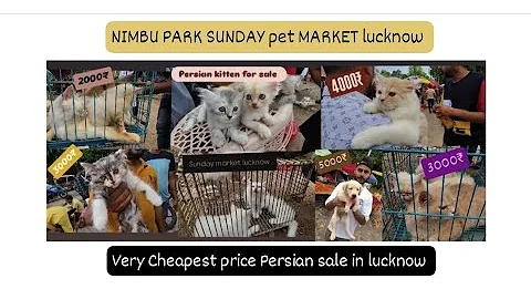 Watch the video about Lucknow Nimbu park Pet Market // Best Quality Persian cat & kitten sale in lucknow sunday market