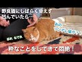 【感動野良猫】落ち込みまくっている人間を一瞬でしあわせにする猫