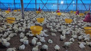 dari umur 2 hari saja ayam sudah mati 80 ekor lebih sekarang umur 4 hari HAHAHAHAH