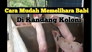 Cara Mudah Beternak Babi Di Kandang Koloni by Harry Saputra channel 6,206 views 1 year ago 8 minutes, 2 seconds