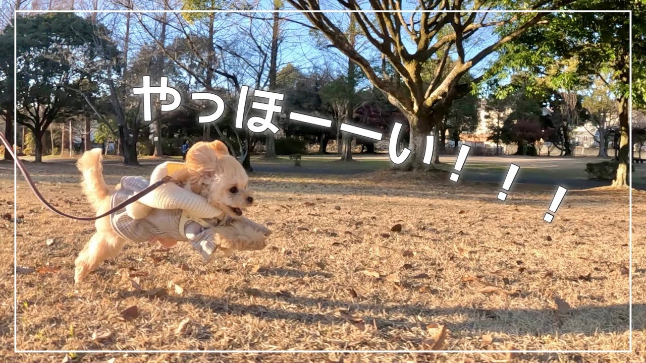 初散歩が嬉しそうすぎたトイプードルの子犬 - YouTube