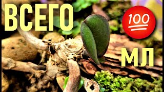 видео: СДЕЛАЙ  ЭТО С ОСТАТКАМИ ОРХИДЕИ! ПОТРЕБУЕТСЯ  ВСЕГО 100 МЛ НА ПОЛИВ В КОРНИ ОРХИДЕИ И РЕЗУЛЬТАТ 👍👍👍! картинка: СДЕЛАЙ  ЭТО С ОСТАТКАМИ ОРХИДЕИ! ПОТРЕБУЕТСЯ  ВСЕГО 100 МЛ НА ПОЛИВ В КОРНИ ОРХИДЕИ И РЕЗУЛЬТАТ 👍👍👍!