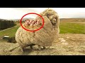 Фермер не поверил своим глазам, когда нашел это в шерсти сбежавшей овцы!