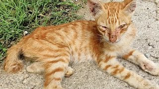 His body was like a skeleton, this kitten was found in a state of confusing by Lily Ivo 5,183 views 4 months ago 6 minutes, 27 seconds