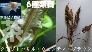 【水草】クリプトコリネ・ウェンティ・ブラウン導入！巨大サイズが入荷したから即買ったぜ！【ふぶきテトラ】