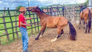 VAQUEIRO VACINA OS CAVALOS BRAVOS DA FAZENDA | DANILO PIMENTA