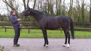 Blackrath Stud Showcase & History