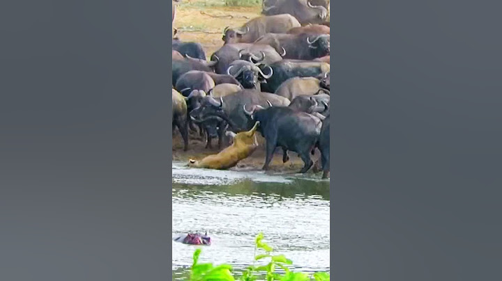 Herd of 100+ Buffalo Kill a Lioness