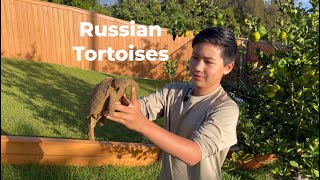 Russian Tortoises @Hamakuaredfoots