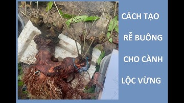 CÁCH TẠO RỄ BUÔNG CHO CÀNH LỘC VỪNG