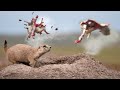 Prairie dog armageddon 5 trigger time is key to your hunting success