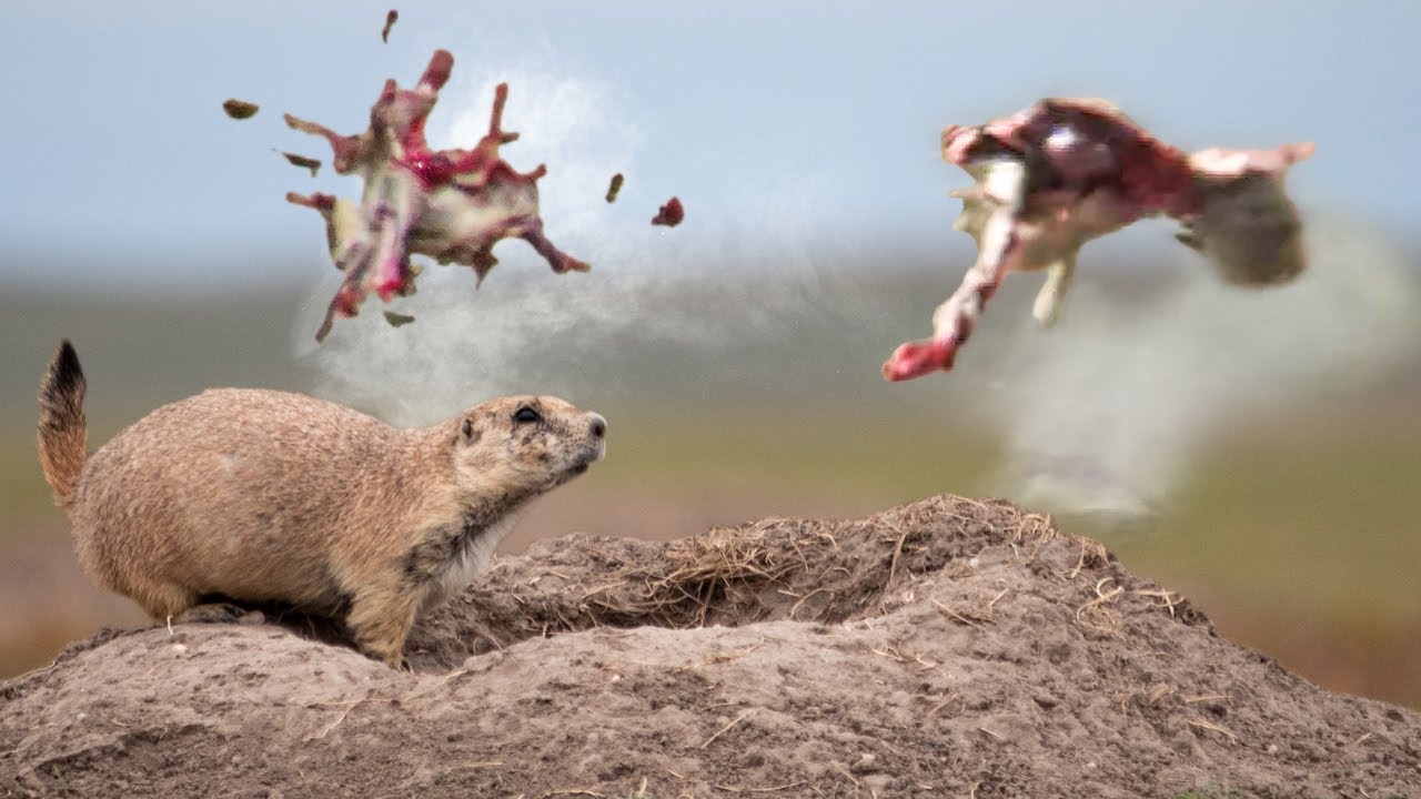 Male Lion Charge. Dangerous Game Hunting.