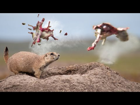 Prairie Dog Armageddon 5 Trigger Time Is Key To Your Hunting Success 