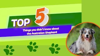 5 things you didn't know about the Australian Shepherd dog