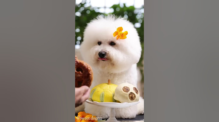 sweet dog | bichon frise | happy Halloween | 萬聖節快樂 | cute dog | dog video | cute puppy | 比熊 #shorts
