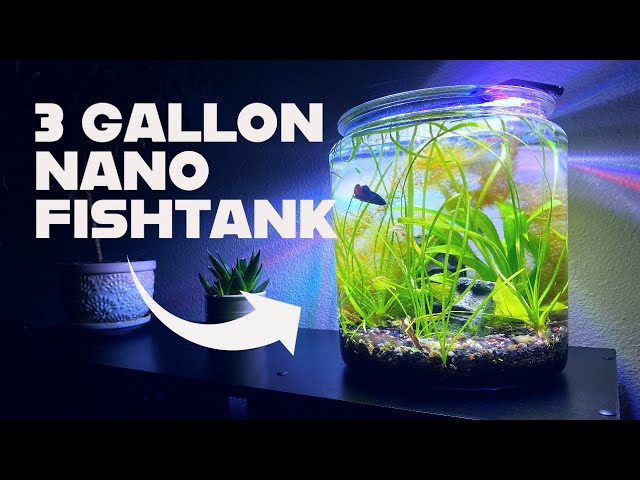 3 Gallon Nano Fish Tank Setup! 