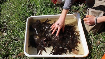 Studying Macroinvertebrates for Stream and Pond Health