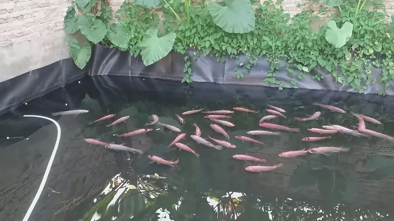 TEKNIK PEMIJAHAN IKAN NILA MERAH KOLAM TERPAL 