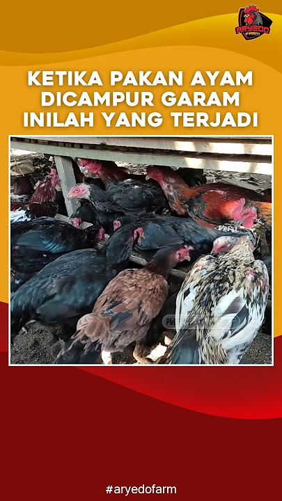 Ketika Pakan Ayam Dicampur Garam, Inilah yang Terjadi