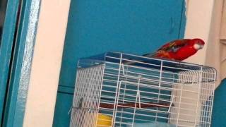 Rosella - Tiger Singing at home.mp4