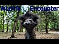 Virginia Safari Park - Terrifying Animal Encounter!