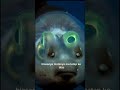 "Ikan ini kepalanya transparan — dan matanya bisa putar sendiri" #shorts