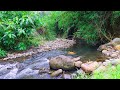 River Sounds for Healing of Stress to Sleep Instantly - Natural River Stream Surrounded by Forest