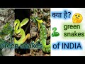 Indian green snake। भारतीय हरे सांप।