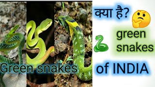 Indian green snake। भारतीय हरे सांप।