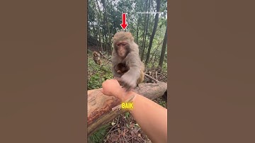 🔺️ Monyet ini selamatkan manusia