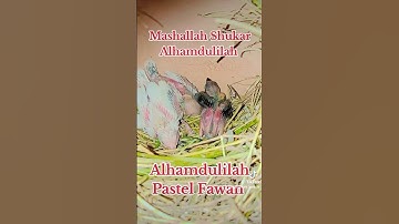 Grey Java / Pastel Fawan Java / Java Sparrow #mab_aviary_karachi #birds #viarlshort #lovebirds #view