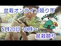 第3回盆栽オンライン競り市　6月20日10時より　盆栽オークション