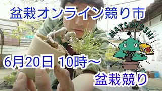 第3回盆栽オンライン競り市　6月20日10時より　盆栽オークション