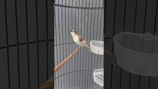 Download Lagu a small bird with a melodious and loud voice MP3