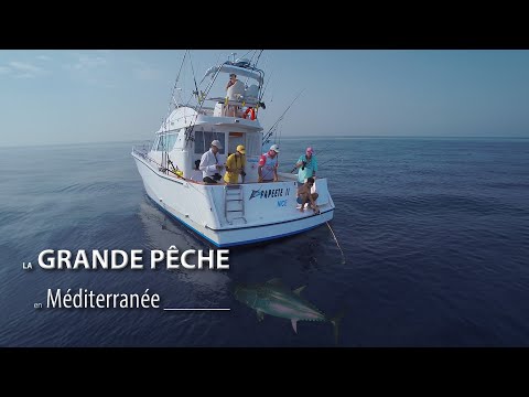 Vidéo: Poissons de la mer Méditerranée : représentants intéressants et dangereux