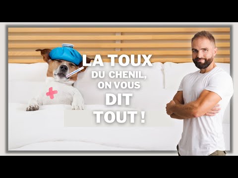 Vidéo: Mon chiot peut-il attraper la toux de chenil s'il a été vacciné?