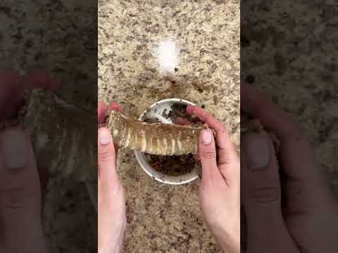 Video: Trateaza-ti cainele la o curatare a dintilor 
