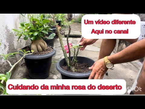 Rosa do deserto, aumentando o Caudex ou raiz