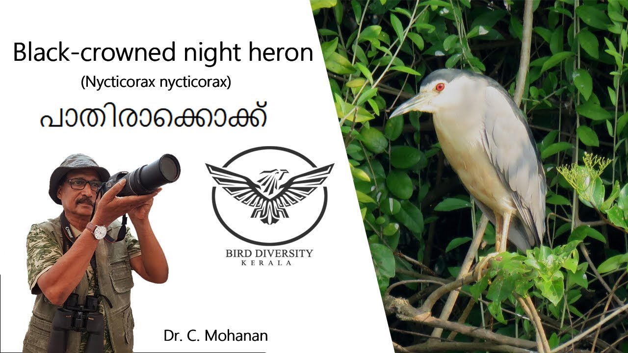 Night Heron | Black Crowned Night Heron | Pathira Kokke | Birds In