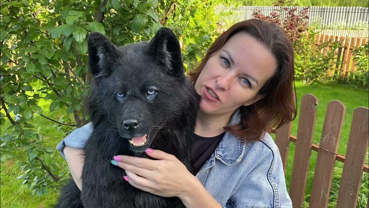 Волк реалистичный игрушка - YouTube