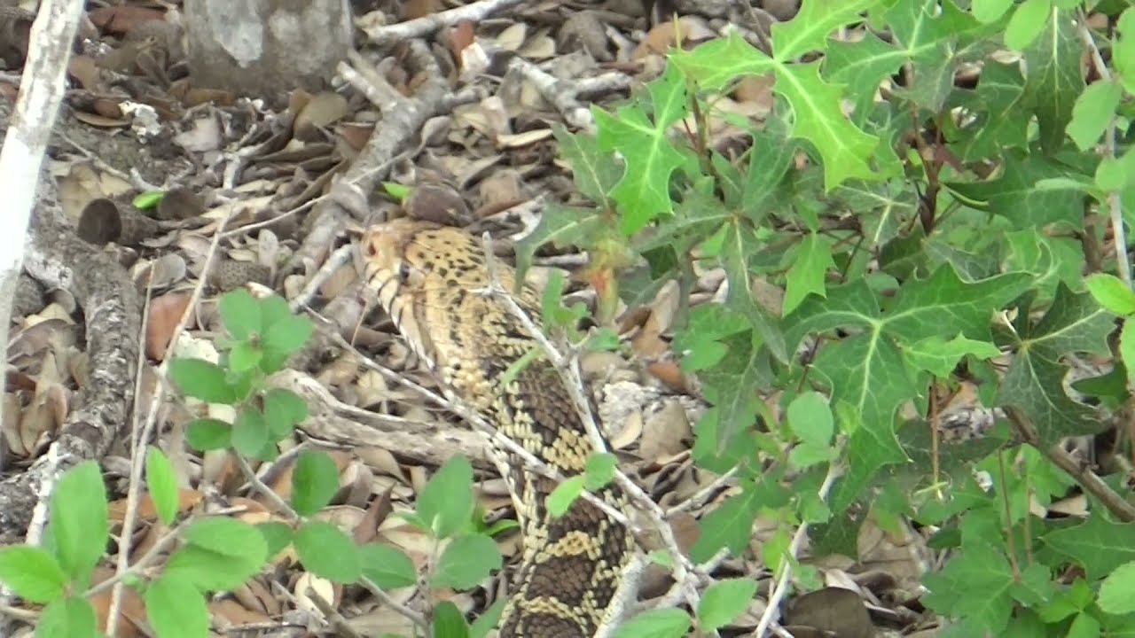 South Texas Bullsnake (Pituophis catinefer sayi)   HD 1080p