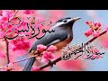 Surah Yasin. Yaseen Shareef .beautiful recitation quran tilawat  Episode |0136|