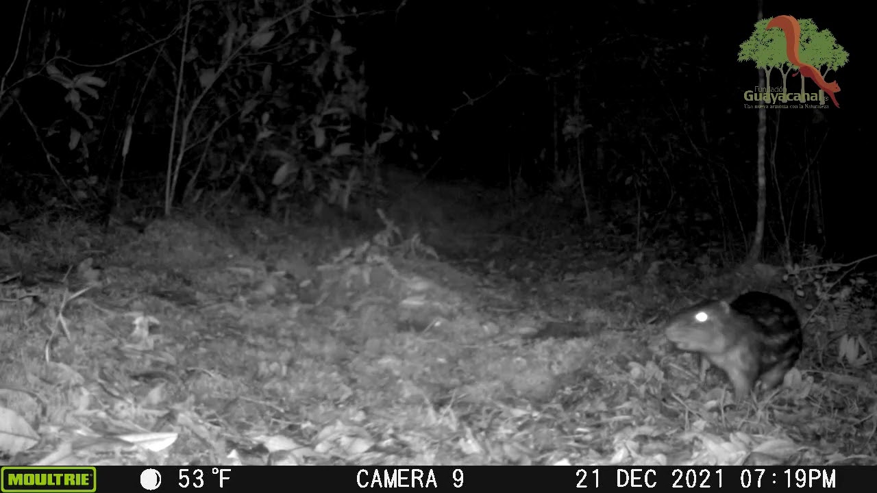 Borugo_ Cuniculus taczanowskii-Facatativá (Cundinamarca).