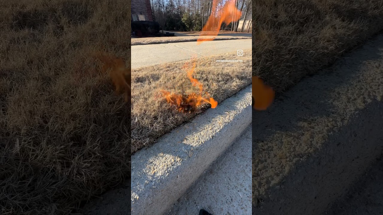 Setting My Bermuda Grass on FIRE!!
