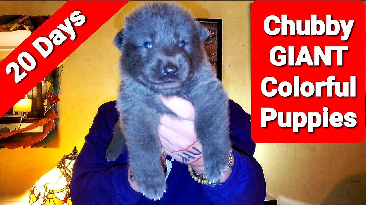 Chubby GIANT Colorful Puppies Playing - 20 Day Old Lycan Shepherds