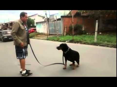 Adestrador de Cães atendo em Domisilio ., Cel Zapp (21) 99370-9716