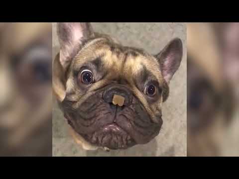 The Best Funny Videos Of Cats And Dogs / ძაღლების და კატების პრიკოლები