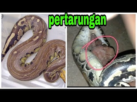 Tugatdi va tarsaki oldi Bibi Jons porno videolarini onlayn tomosha qiling