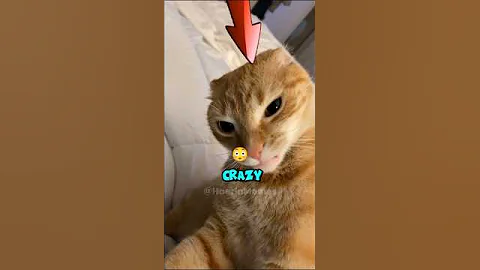 This Kind Of Cat Is Crazy😳😹