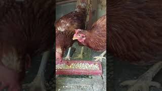 Feeding time #rhodeisland #chicken #manugang #manugangtv Feeding time #rhodeisland #chicken #manugang #manugangtv